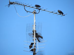 Services - Antennas Newcastle
